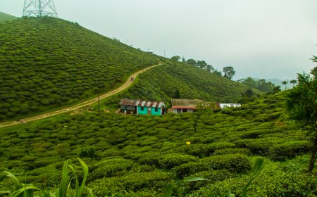 A Perfect Trip to Darjeeling: Your Ultimate Travel Plan