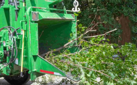 Emergency Tree Removal: What You Need to Know to Stay Safe and Protected