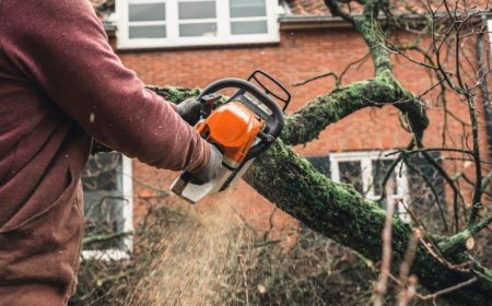 Emergency Tree Removal: What to Do When Disaster Strikes