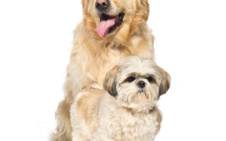 The Importance of Dermatology Pet Care