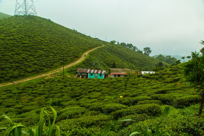 A Perfect Trip to Darjeeling: Your Ultimate Travel Plan