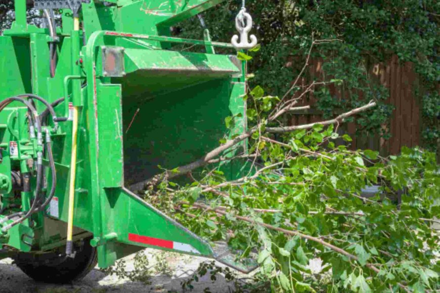 Emergency Tree Removal: What You Need to Know to Stay Safe and Protected