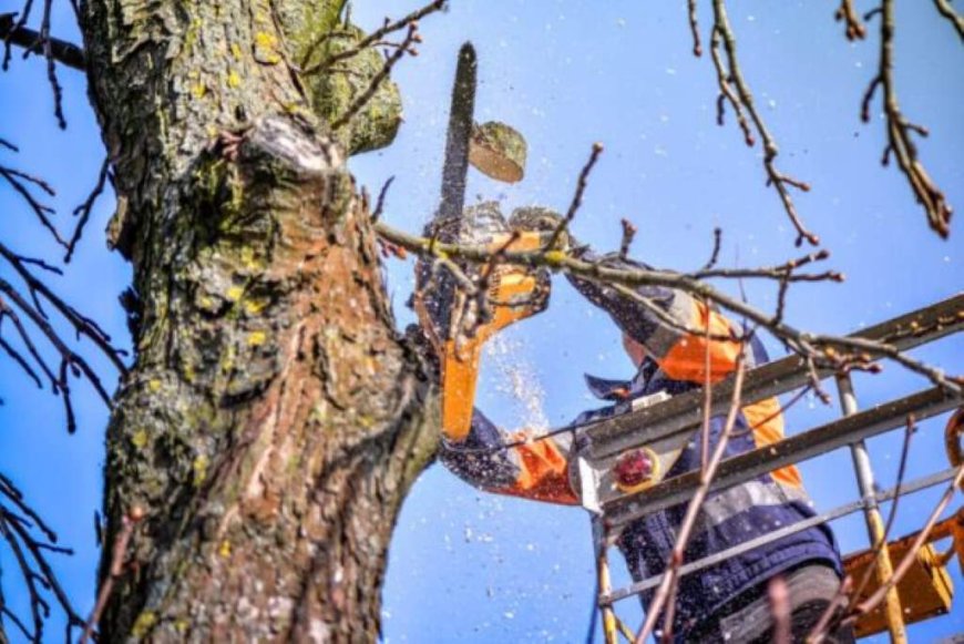 Emergency Tree Removal: What You Need to Know to Stay Safe and Protect Your Property
