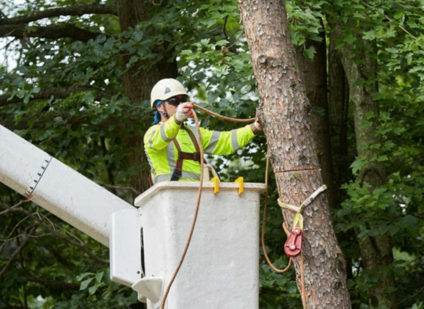 Emergency Tree Removal: What You Need to Know When Disaster Strikes
