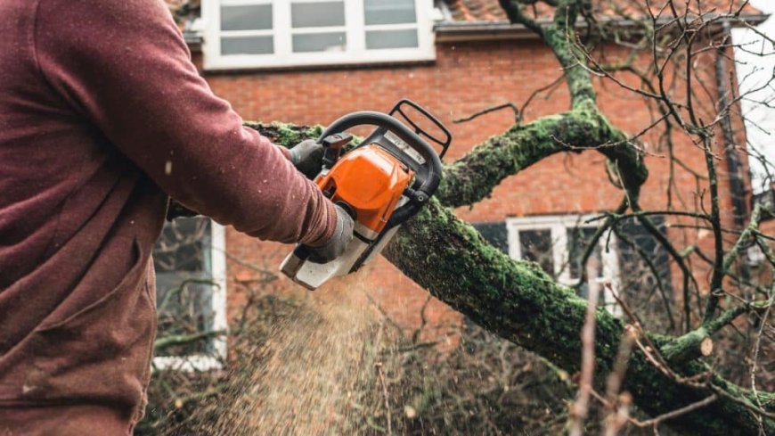 Emergency Tree Removal: What to Do When Disaster Strikes