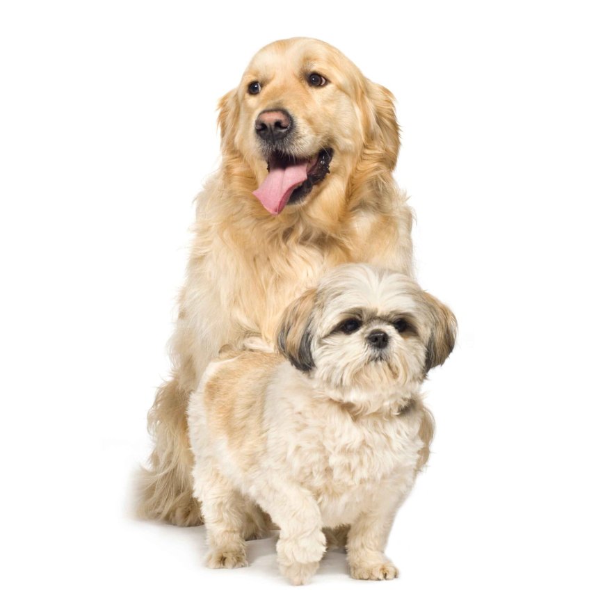 The Importance of Dermatology Pet Care