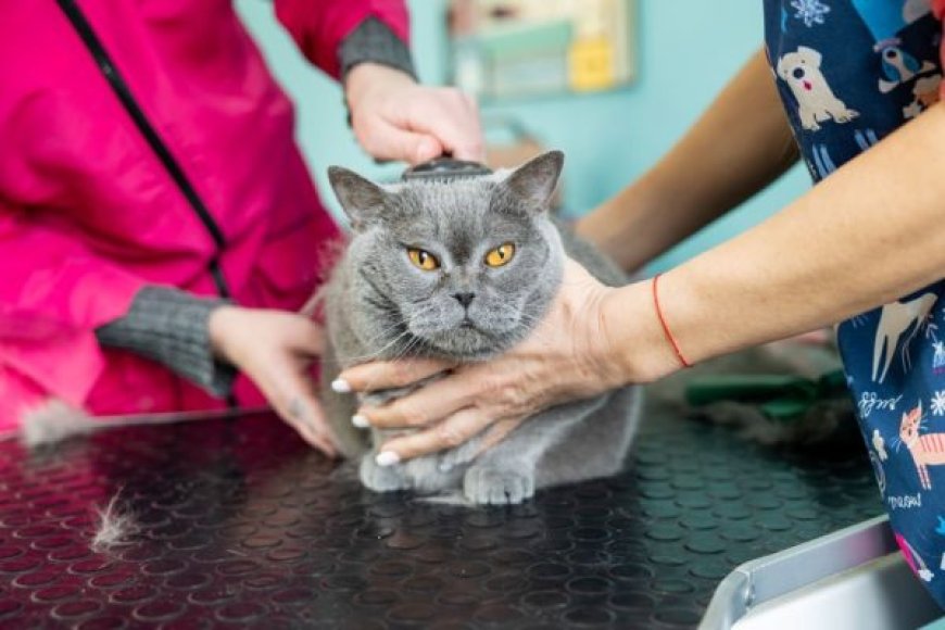 Grooming Station San Diego: Best Dog & Cat Grooming Services in One Place