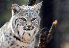 50 Inspiring Animal Quotes You Should Know