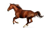 Horse Symbolism: Bravery, Freedom, and More