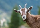 Goat Symbolism: Totem, Spirit & Omens