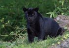 All about Black Jaguar Meaning and Symbolism