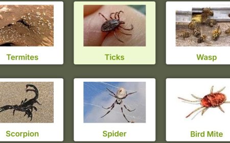 Flies Pest Control Perth: Buzz Off Unwanted Guests for Good