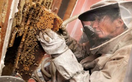 Staten Island Bee Exterminator: Stop Wasps Before They Spread