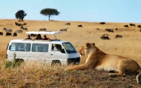 What Time of Year is The Best to Go On a Safari in Kenya?