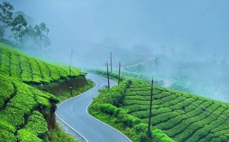 From Cochin to Clouds: Plan Your Perfect Munnar Package