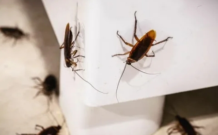 Roaches in Retreat: Ultimate Cockroach Control in London, ON by MVO Pest Control