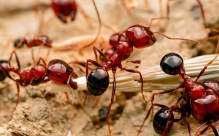 Unseen Invaders: The Ultimate Guide to Ant Control in Queens