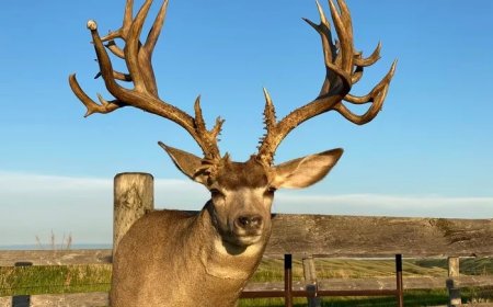 All about Mule Deer Meaning and Symbolism