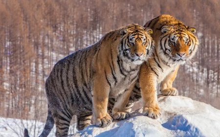 All about Siberian Tiger Meaning and Symbolism