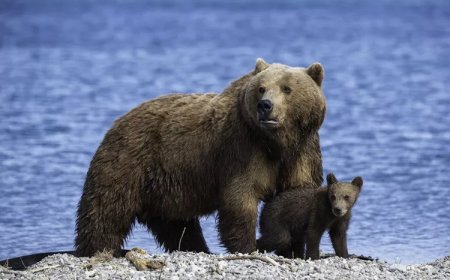 39 Brown bear Quotes, Sayings, and Proverbs