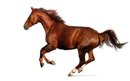 Horse Symbolism: Bravery, Freedom, and More