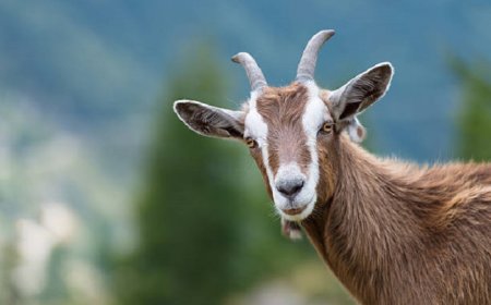 Goat Symbolism: Totem, Spirit & Omens