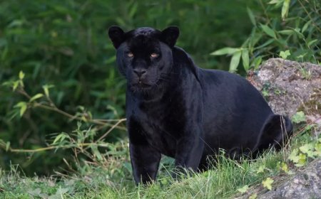 All about Black Jaguar Meaning and Symbolism