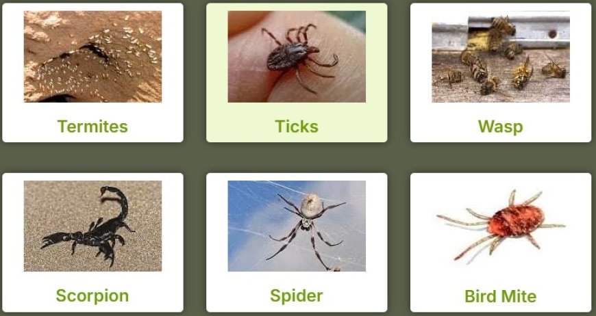 Flies Pest Control Perth: Buzz Off Unwanted Guests for Good