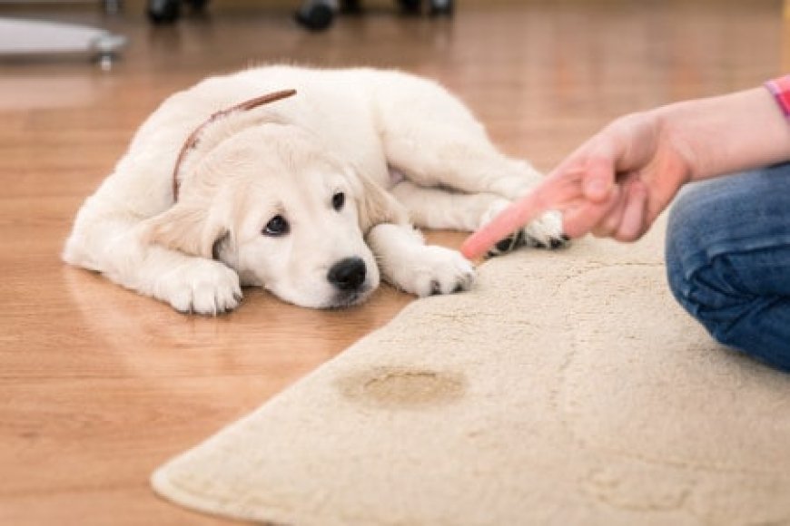 Pet Stain & Odor Removal Aurora, CO