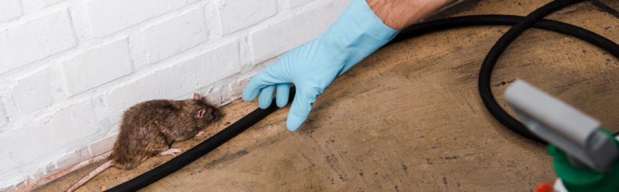 Brooklyn Rodent Control: Fast Removal and Lasting Protection