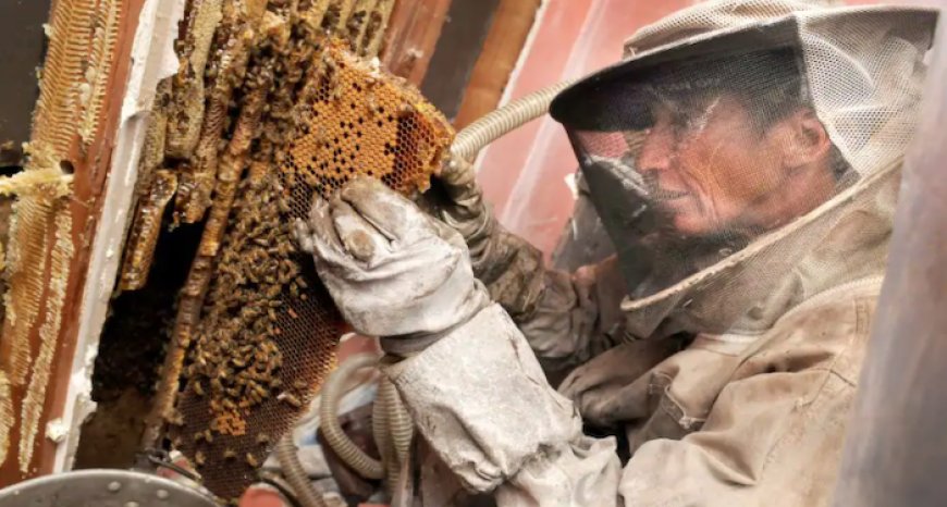 Staten Island Bee Exterminator: Stop Wasps Before They Spread