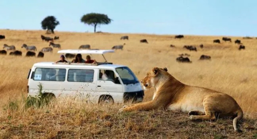 What Time of Year is The Best to Go On a Safari in Kenya?