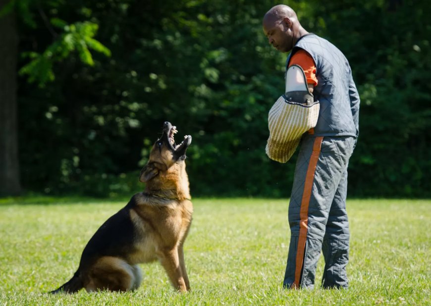 German Shepherd Protection Dog for Sale: The Versatile Protector