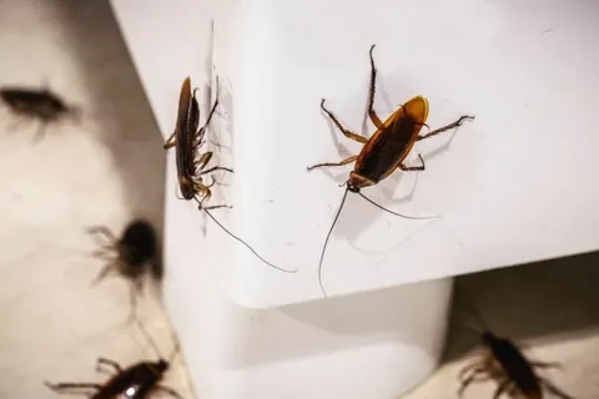 Roaches in Retreat: Ultimate Cockroach Control in London, ON by MVO Pest Control