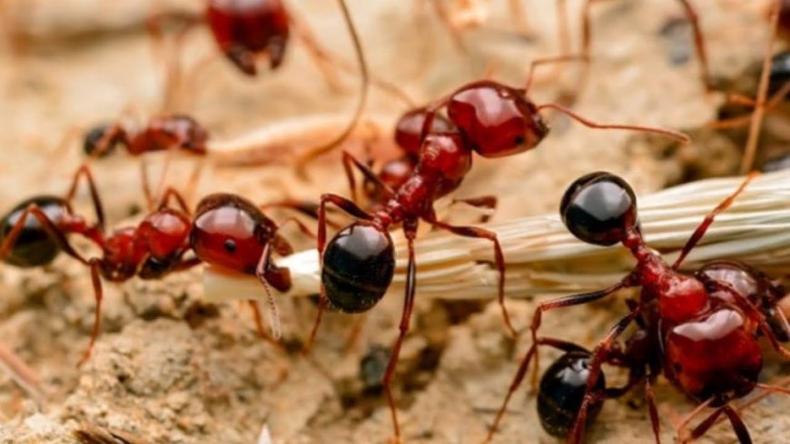 Unseen Invaders: The Ultimate Guide to Ant Control in Queens