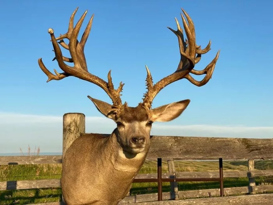 All about Mule Deer Meaning and Symbolism