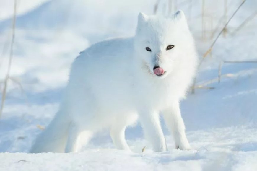 What Does an Arctic fox Symbolism?