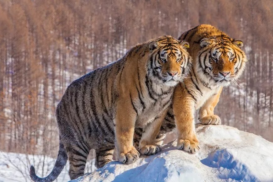 All about Siberian Tiger Meaning and Symbolism