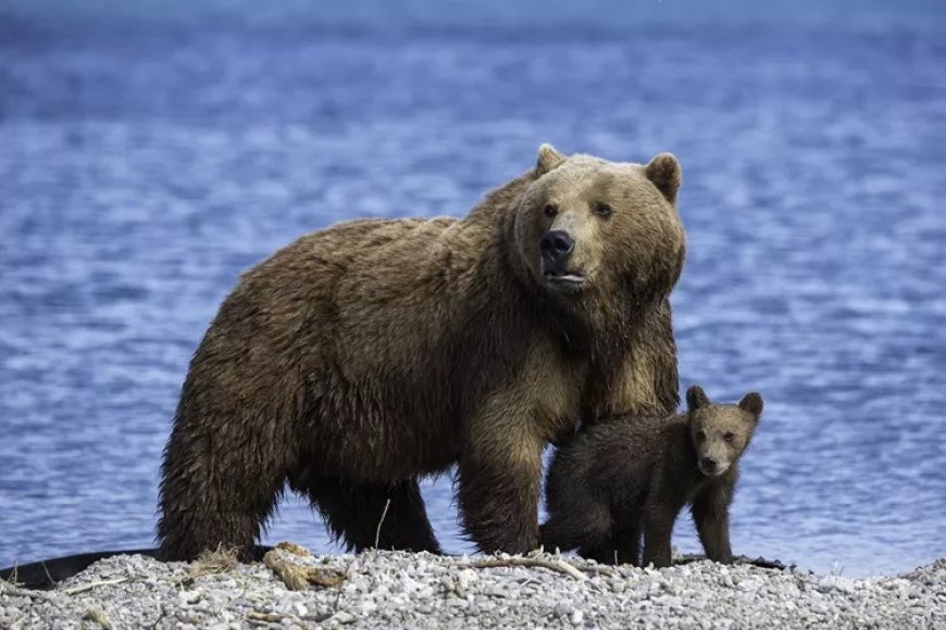 39 Brown bear Quotes, Sayings, and Proverbs