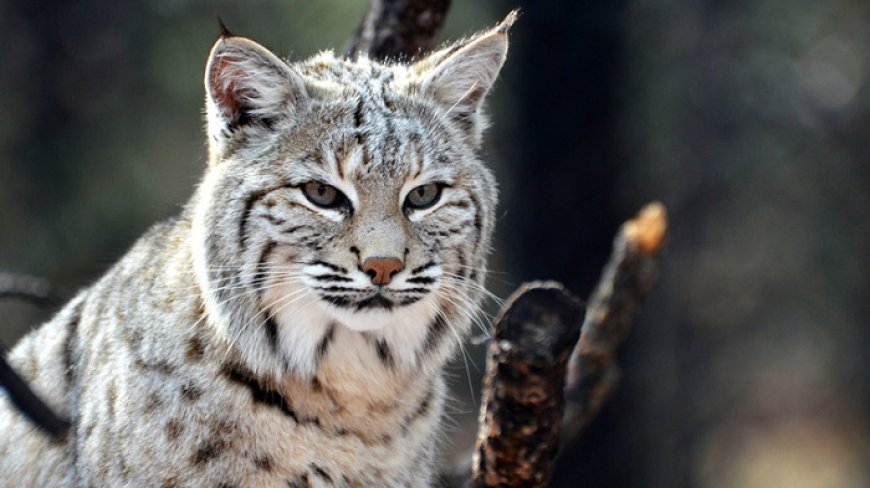 50 Inspiring Animal Quotes You Should Know