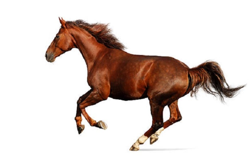 Horse Symbolism: Bravery, Freedom, and More