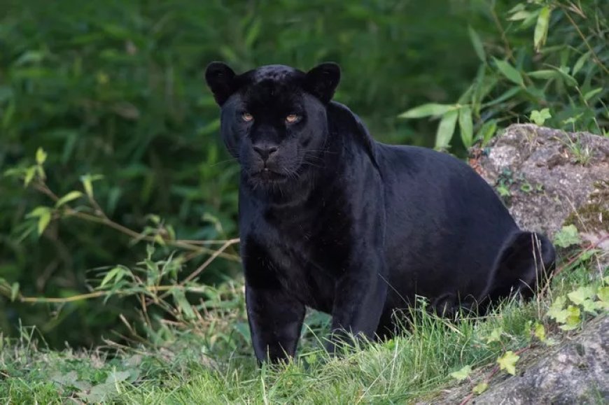 All about Black Jaguar Meaning and Symbolism